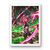 QUADRO - Goku Black Rose na internet