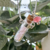 Colar perfumero quartzo rosa - prata 925 - loja online