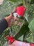Rosa com ferrero rocher