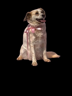Perritos en adopción - Cuahuitl-Tianquiztli