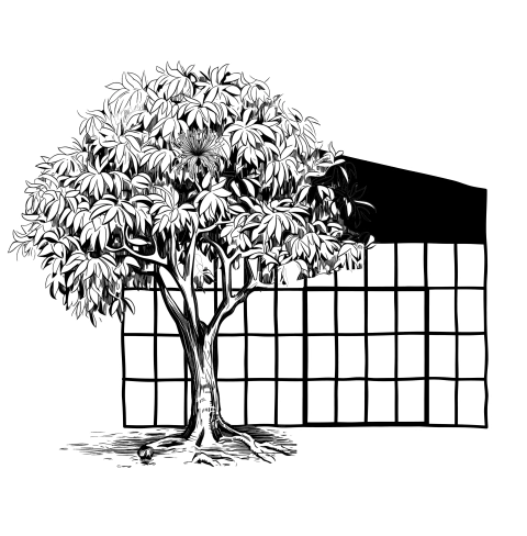 Casa Munguba