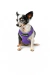 COLETE PEITORAL MESH BICOLOR PP - comprar online