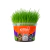 GRAMINHA PARA GATOS MISTER - comprar online