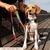 Guia para Cachorro de Poliéster com Fecho de Rosca 1,2 Metros Honey - loja online