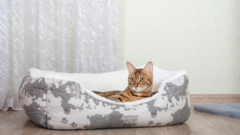 Banner de la categoría Camas