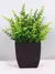 Imagem do Planta Falsa, Pote Preto, Decoração