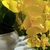 Imagem do Vaso Arranjo Lagoon Nude Completo 6 Orquídeas Amarelas- Medio