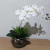Arranjo Completo de Orquídea Branca Com Vaso de Vidro Incolor - comprar online