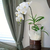 Orquídea Branca Artificial Grande para Arranjo - 97cm - comprar online