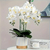 Orquídea Branca Artificial Grande para Arranjo - 97cm na internet
