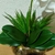 Imagem do Arranjo Completo de Orquídea Branca Com Vaso de Vidro Incolor