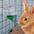 Bebedor Automático para Pequenos Animais – 1000ml – Cor Aleatória! - PetPituxa Store