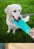 Dispensador de Garrafa de Água Portátil para Cães – Hidratação em Qualquer Lugar! - loja online