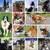 Imagem do Óculos de Proteção para Pets – Segurança e Estilo para o Seu Melhor Amigo!