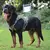 Conjunto de Arnês e Trela Militar para Cães Grandes – Segurança, Conforto e Estilo para seu Pet! - PetPituxa Store