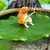 Pesca de Gatinho | Decoração para Tanque de Peixes Pequenos e Paisagismo Aq - loja online