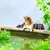 Pesca de Gatinho | Decoração para Tanque de Peixes Pequenos e Paisagismo Aq na internet