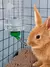 Bebedor Automático para Pequenos Animais – 1000ml – Cor Aleatória! na internet