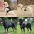 Imagem do Conjunto de Arnês e Trela Militar para Cães Grandes – Segurança, Conforto e Estilo para seu Pet!
