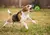 Brinquedo Interativo para Cães de Estimação – Bolas de Borracha para Cãe na internet