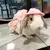 Conjunto de Vestido e Trela para Coelhos | Conforto e Estilo para o Seu Pet! - comprar online