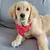 Bandana Colar Cachecol Para Cães e Gatos – Estilo, Conforto e Charme Para Seu Pet! - PetPituxa Store