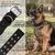 Peitoral Tático para Cães – Segurança, Controle e Conforto para Seu Melhor Am na internet
