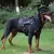 Conjunto de Arnês e Trela Militar para Cães Grandes – Segurança, Conforto e Estilo para seu Pet!