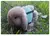 Conforto e Estilo para Seu Pet com o [Nome do Produto] - Colete e Saco de Transporte para Animais de Estimação! - loja online