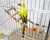Brinquedo para Pássaros Papagaio – Escadas Coloridas para Gaiola | Diversão, Estímulo e Conforto para Seu Amigo de Penas! - PetPituxa Store