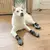 Meias de Proteção para Animais de Estimação - Conforto e Estilo para Seu Pet na internet