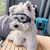 Óculos de Proteção para Pets – Segurança e Estilo para o Seu Melhor Amigo! - PetPituxa Store