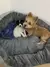 Cama Macia e Quente para Cães – Conforto e Aconchego para Seu Pet ? na internet