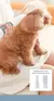 3 em 1 Pet Dog Secador Silencioso – O Melhor Kit de Secagem e Grooming para Seu Pet!