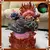 Action Figure Big Mom Charlotte Linlin Original - Anime One Piece Wano, Colecionável - comprar online