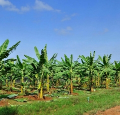 Banana Chips Sal Rosa 50g - loja online