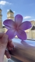 Presilha Flor Hawai - loja online
