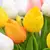 Tulipas buquês de 5/10/20 pçs - loja online
