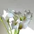 Calla Lírio buquê com 05 cabeças