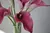 Calla Lírio buquê com 05 cabeças