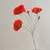 Papoula 65cm