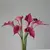Calla Lírio buquê com 05 cabeças - comprar online