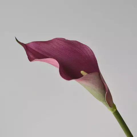 Calla Lírio buquê com 05 cabeças