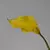 Calla Lírio buquê com 05 cabeças - loja online