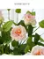 Lisianthus Hidratante buquê com 05 ramos com 3 cabeças - comprar online