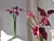 Calla Lírio buquê com 05 cabeças - loja online