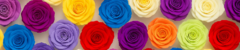 Banner da categoria Rosas Preservadas