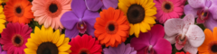 Banner da categoria Flores Nobres