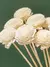 Ranúnculo (Sola Flower) - Desidratado