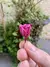 Rosa Micro Caixa com 20 - Preservada - comprar online